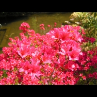 Azalee - Azalea Hinomayo (fam. Ericacees) (2)